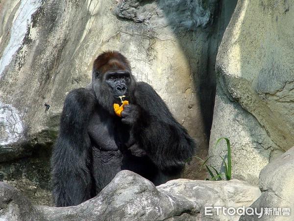 寶寶、小強、黑皮。（圖／台北市立動物園提供）