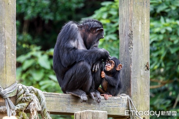 寶寶、小強、黑皮。（圖／台北市立動物園提供）