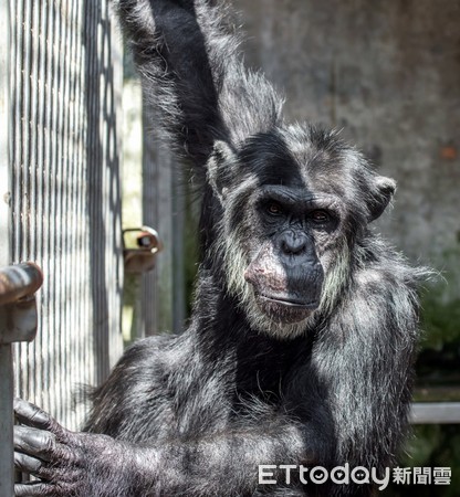 寶寶、小強、黑皮。（圖／台北市立動物園提供）