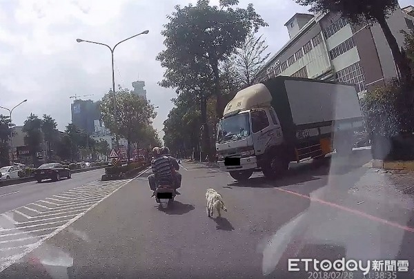 高雄狗追車。（圖／網友提供）