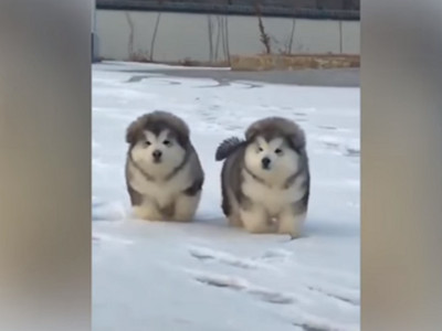 根本是一群饅頭！阿拉斯加雪橇幼犬整團出遊，像碰了就會滾一圈