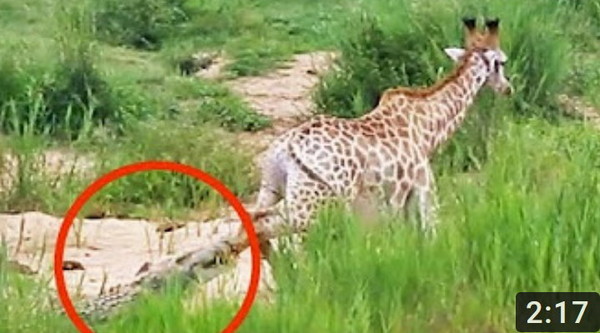 ▲歹命的長頸鹿一再努力試圖爬起來，無奈牠的腿已經折斷，重傷的癱軟在地上。(圖／翻攝自YouTube)         