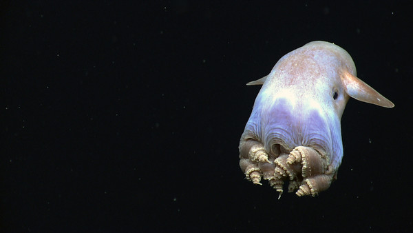 ▲▼小飛象章魚。（圖／翻攝自NOAA Okeanos Explorer）