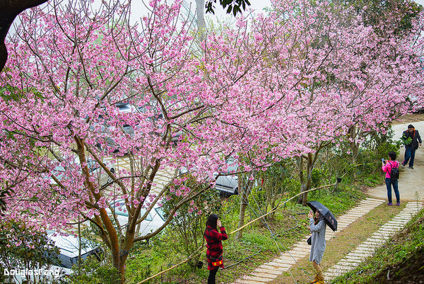 ▲苗栗「蓮臺山妙音淨苑」賞櫻。（圖／道格拉斯.方提供）