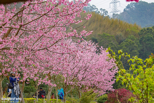 ▲苗栗「蓮臺山妙音淨苑」賞櫻。（圖／道格拉斯.方提供）