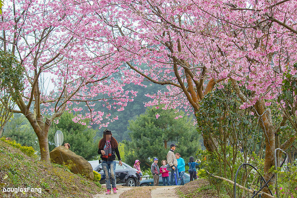 ▲苗栗「蓮臺山妙音淨苑」賞櫻。（圖／道格拉斯.方提供）