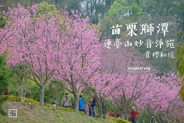 ▲苗栗「蓮臺山妙音淨苑」賞櫻。（圖／道格拉斯.方提供）