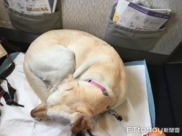 香港視障女孩和導盲犬到台灣旅行。（圖／導盲犬Seeing Eye Dog YoYo提供）