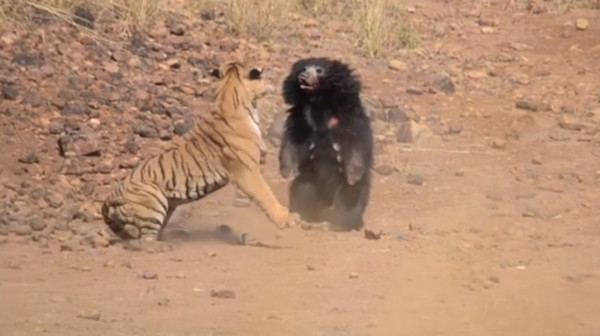 ▲▼ 印度塔杜巴國家公園（Tadoba National Park）日前上演「熊虎大戰」，母熊為了保護小熊，靠著鬥志打贏老虎。（圖／翻攝自Facebook／thebambooforestsafarilodge）