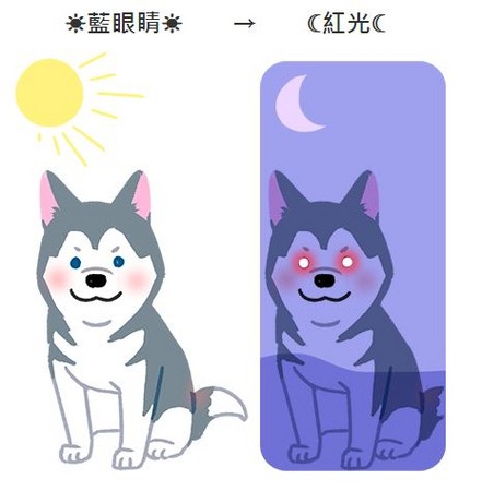 【夜間限定小觀察】ㄟ～狗狗眼睛發光的顏色居然不一樣？！（圖／毛起來 MaoUp）