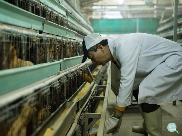 禽流感只能靠撲殺嗎？ 看看香港養雞場如何杜絕疫情。（圖／食力提供）