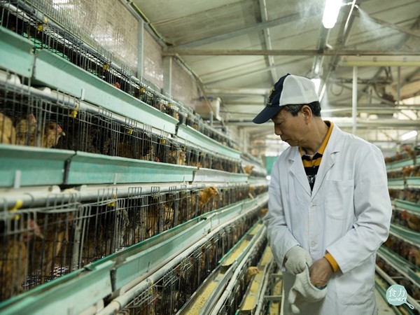 禽流感只能靠撲殺嗎？ 看看香港養雞場如何杜絕疫情。（圖／食力提供）