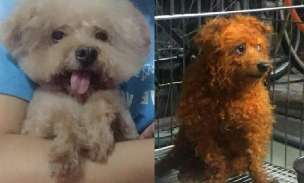 ▲惡作劇？趁飼主撿屎抱走狗　貴賓遭染色亂剪成「鬼剃頭」。（圖／翻攝自爆料公社）