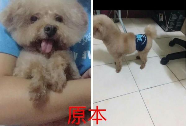 ▲惡作劇？趁飼主撿屎抱走狗　貴賓遭染色亂剪成「鬼剃頭」。（圖／翻攝自爆料公社）