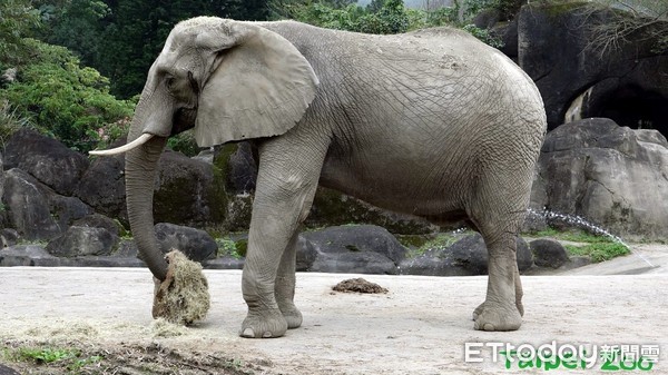 ▲動物園i Voting倒數計時~您的一票很重要！（圖／臺北動物園提供）