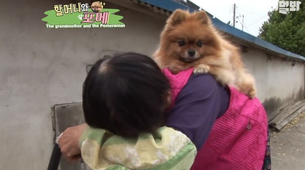視力退化、到處撞牆...　奶奶抹淚揹起老博美：別怕～我在呢（圖／翻攝自SBS TV동물농장x애니멀봐粉絲專頁）