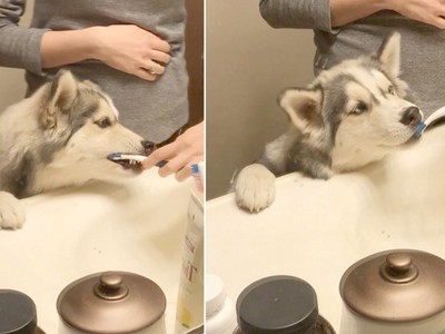 熱情到牙刷都害怕！哈士奇愛刷牙　主人：養過的狗就牠不一樣