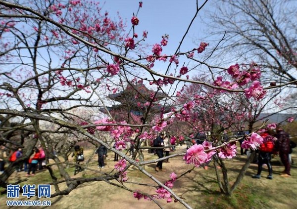 ▲▼許多遊客都到南京搶看梅花盛開。（圖／翻攝自新華網）