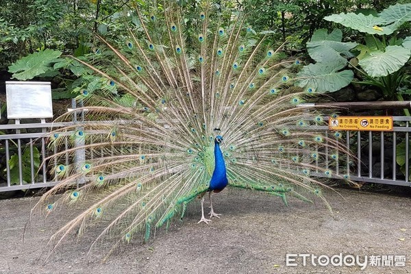 動物園鳥園放閃。（圖／台北市立動物園提供）美洲木鴨、粉紅背鵜鶘、藍孔雀、黑頸天鵝、綠簑鴿、黑袖歌