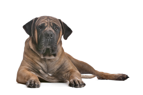▲▼南非獒犬,South African Boerboel,獒犬,狗,巨型犬。（圖／示意圖／達志影像）