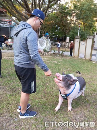 麝香豬。（圖／歐娜公主與她的座騎-麝香豬抖宅先生提供）