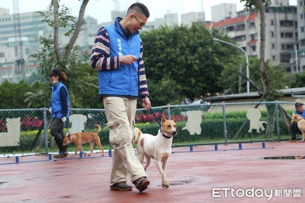 ▲板橋動物之家訓練收容犬！發掘才能、提高認養率，化身好夥伴。（圖／新北市政府動物保護防疫處提供）