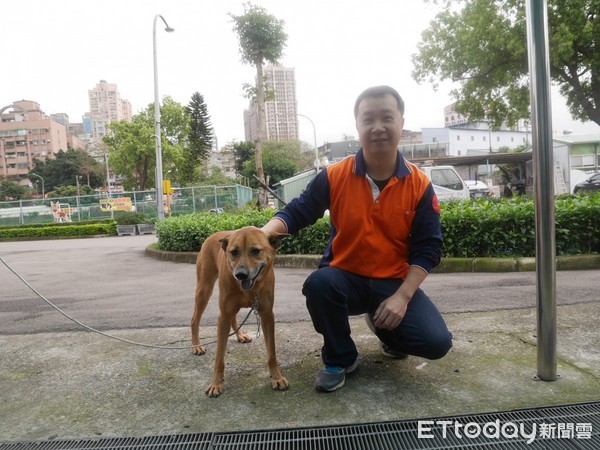 ▲板橋動物之家訓練收容犬！發掘才能、提高認養率，化身好夥伴。（圖／新北市政府動物保護防疫處提供）