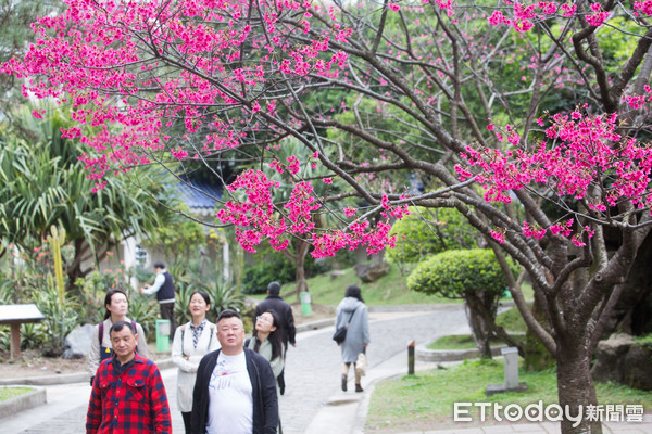 ▲▼賞櫻,櫻花,中正紀念堂,賞花。（圖／記者季相儒攝）