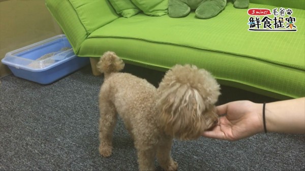 【毛爸鮮食提案】用烤箱自製毛孩零食～卡滋卡滋地瓜脆餅（圖／毛起來 MaoUp）