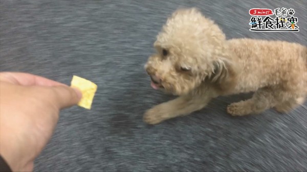 【毛爸鮮食提案】用烤箱自製毛孩零食～卡滋卡滋地瓜脆餅（圖／毛起來 MaoUp）