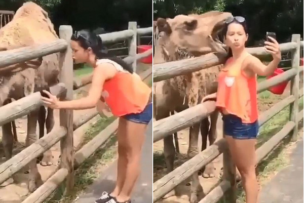 女遊客嘟嘴自拍，險被駱駝大口爆頭。（圖／翻攝自Instagram用戶@lnstagramanimals）