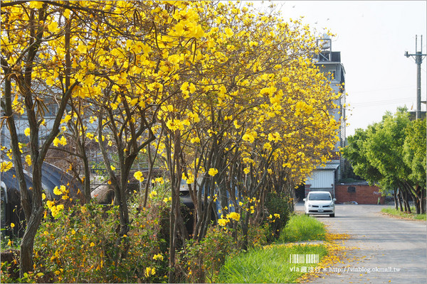 ▲南投草屯石川里樸提蘭園旁賞黃金風鈴木小徑。（圖／跟著Via趣旅行～Part II提供）