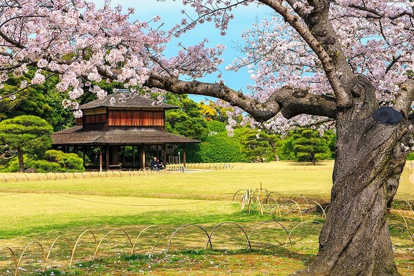 ▲日本賞櫻攻略▼             。（圖／翔笙旅遊 提供）