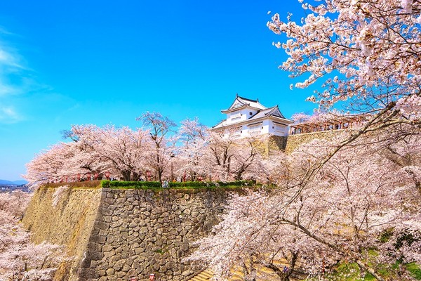 ▲日本賞櫻攻略▼             。（圖／翔笙旅遊 提供）