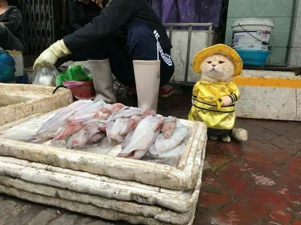 ▲萌貓穿黃袍巡察菜市場　「這條魚給朕算便宜一點吧～」。（圖／翻攝自Lê Quốc Phong臉書、IG @dog1501）