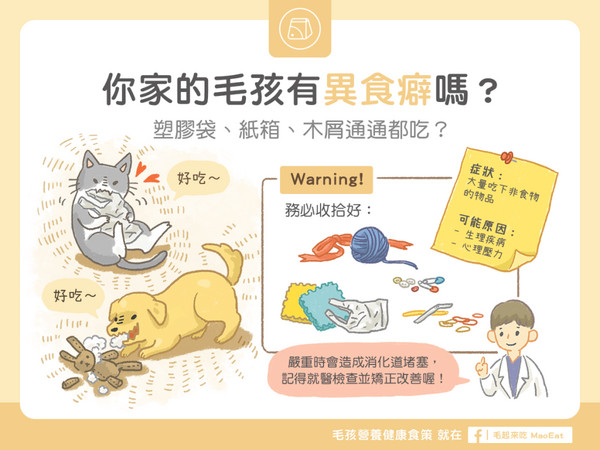 【汪喵餵養知識】毛孩異食癖？塑膠袋、紙箱、木屑通通都吃？（圖／毛起來 MaoUp）