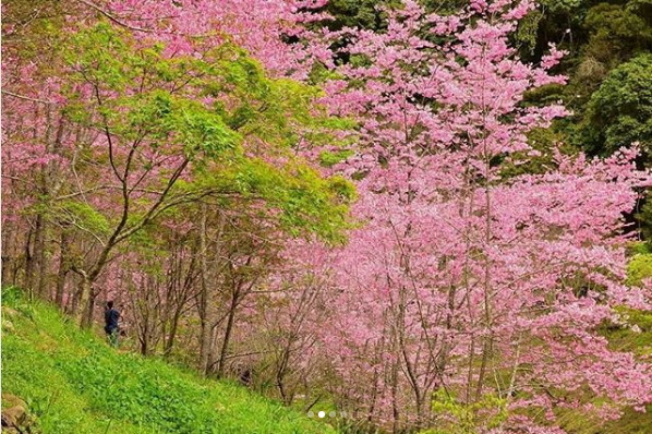 ▲杉林溪森林生態渡假園區櫻花盛開。（圖／網友bub4726738提供，請勿隨意翻拍，以免侵權）