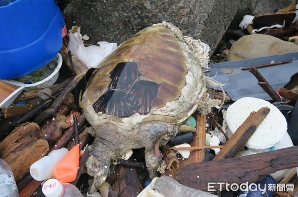 ▲清出38.2公噸垃圾！每年釀海龜枉死，「請停止一次性塑膠製品」（圖／網友陳信助提供，請勿隨意翻拍，以免侵權。）