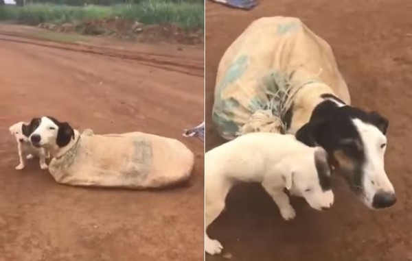 全家丟荒野！狗媽媽脖子遭綁死　麻袋打開...還有3隻小幼（圖／翻攝自YouTube／Jornalistas pelos Animais）