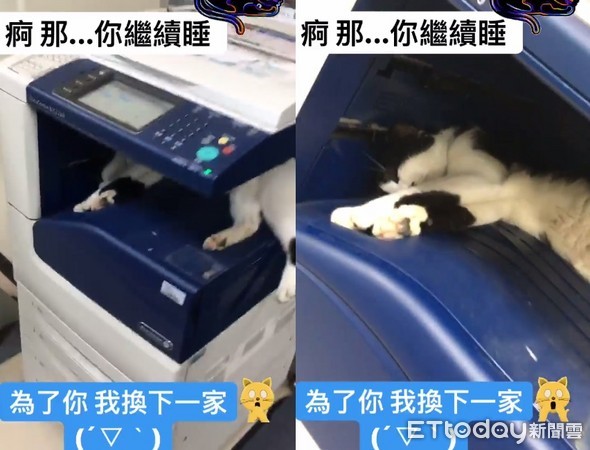 ▲在影印機裡睡覺的口罩貓。（圖／網友賴玠宇授權提供）