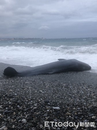 花蓮溪出海口北方岸際發現一隻鯨豚擱淺，已無生命跡象，黑潮文教基金會派員到場初步辨別該鯨豚品種為『抹香鯨』。（圖／第一二岸巡總隊提供）