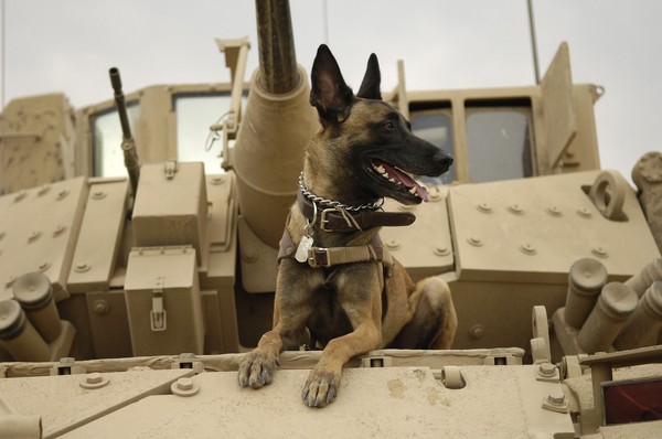 ▲▼部分退役軍犬在狗舍遭受虐待。（示意圖／翻攝自pixabay）