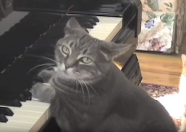 ▲貓咪鋼琴手「諾拉（Nora）」。（圖／翻攝自影片／YouTube／Mindaugas Piecaitis）