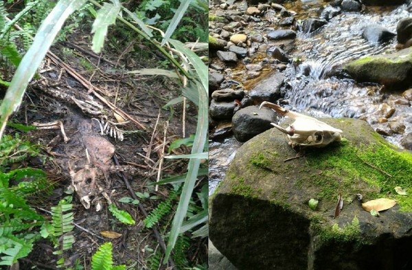 ▲雙溪驚傳山羌大量死亡，動保處緊急處理。（圖／新北市政府動物保護防疫處提供）