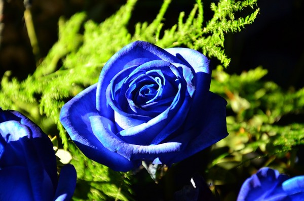 藍玫瑰。（圖／pixabay）
