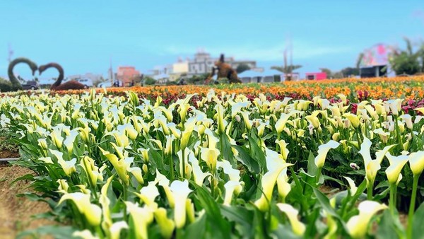 ▲桃園彩色海芋季。（圖／桃園市政府提供）