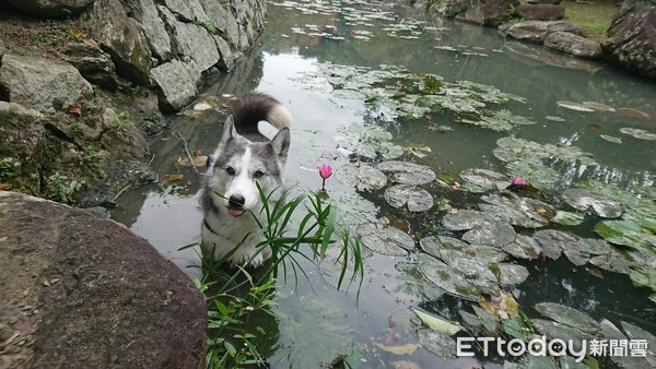 二哈拍美照...下秒悠哉走進池找景！（圖／網友王花花提供，請勿隨意翻拍，以免侵權。）