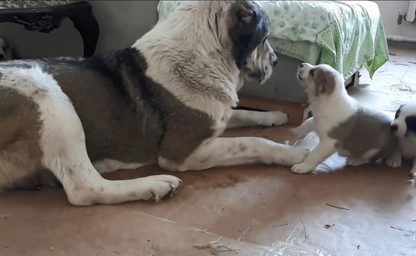 逆子不睡覺！大嗆親媽還反咬一口。（圖／翻攝自Татьяна Кумаченко臉書）