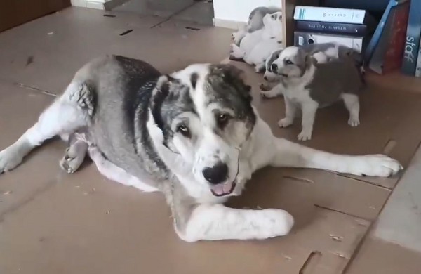 逆子不睡覺！大嗆親媽還反咬一口。（圖／翻攝自Татьяна Кумаченко臉書）