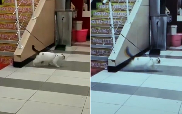 朕一定要離開這個地方！主子步伐堅定　「牽繩制約」原地滑步（圖／翻攝自抖音）